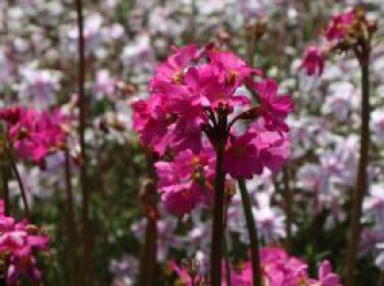 Rosen Schlüsselblume, Primula rosea, Topfware von Primula rosea