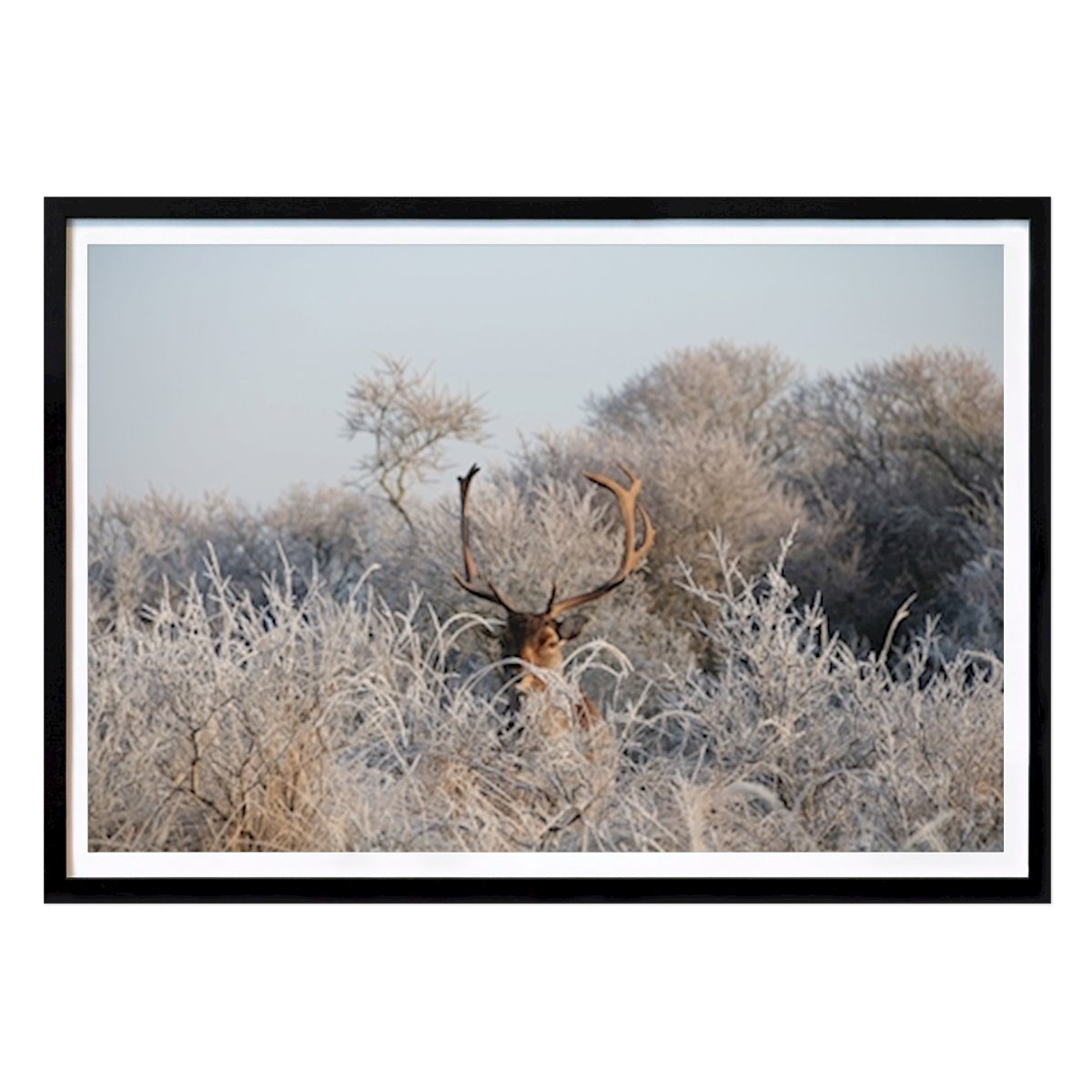 Poster: Hirsche im Winter von Glenn Blanker von Printler