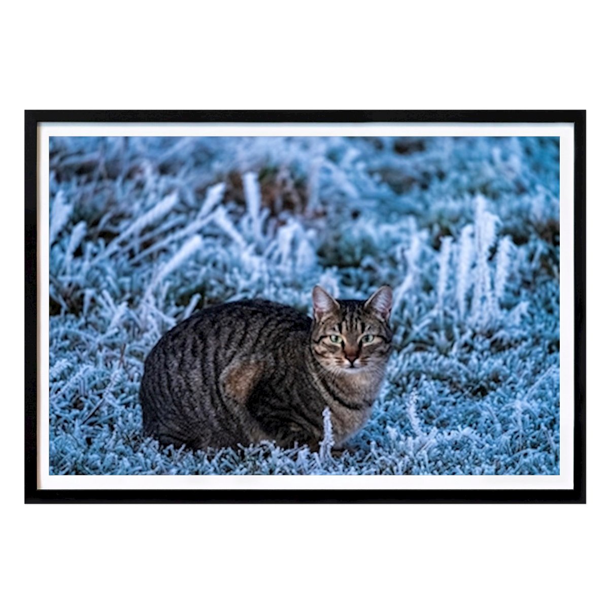 Poster: Katze im Winter von Stephan Zaun von Printler