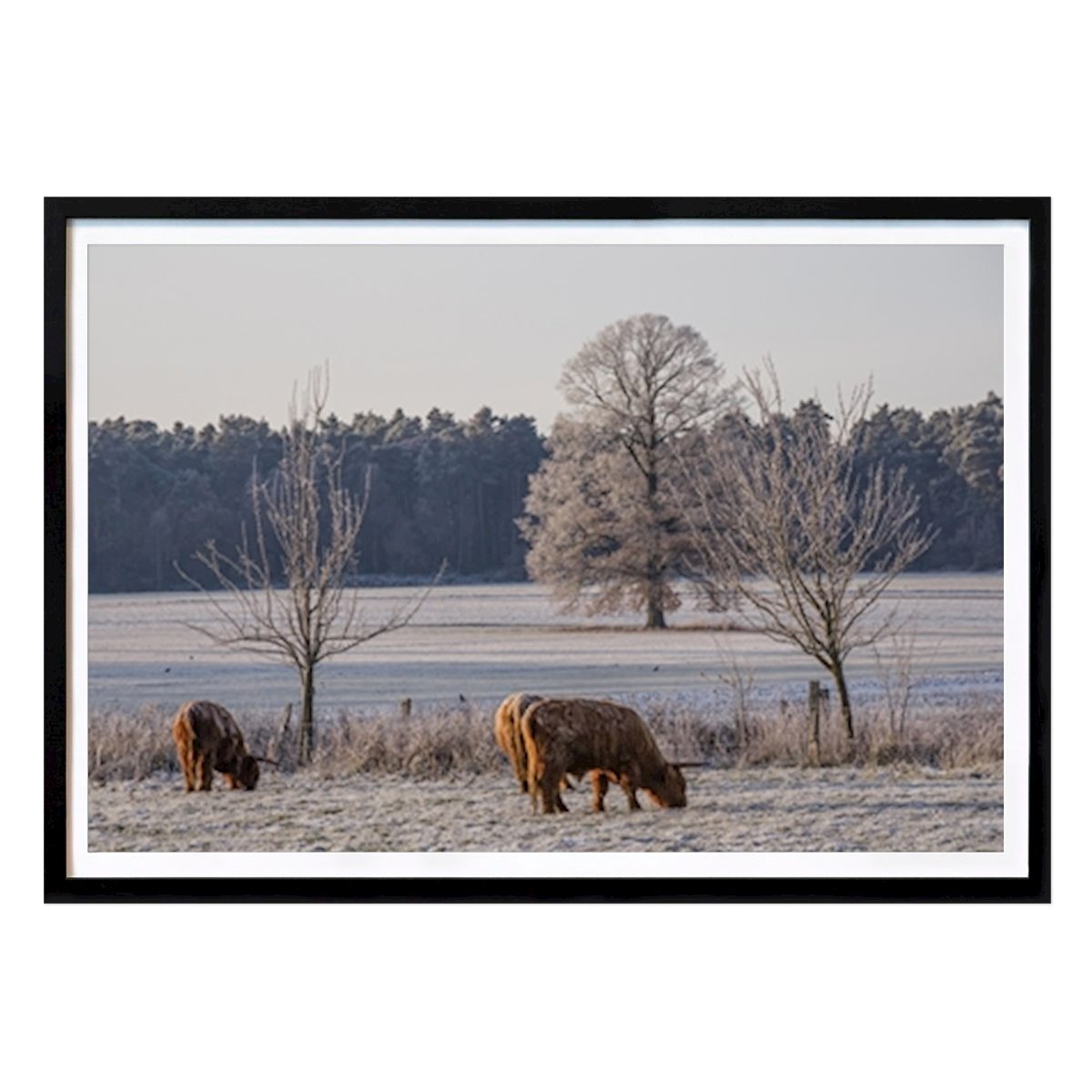 Poster: Kühe auf einer Weide im Winter von Stephan Sühling von Printler