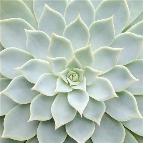 Pro-Art Glasbild Echeveria II, 20x20 cm von Pro-Art