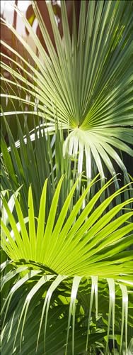 Pro-Art Glasbild Palm Leaves, 30x80 cm von Pro-Art