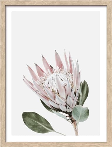 Pro-Art gerahmtes Wandbild Slim Scandic King Protea, 42,5x32,5 cm von Pro-Art