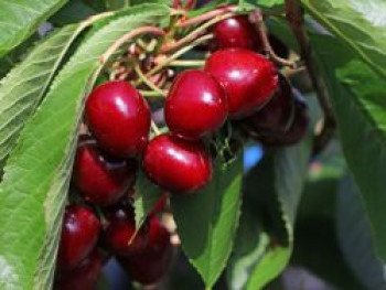 Säulenkirsche 'Sylvia', 80-100 cm, Prunus avium 'Sylvia', Containerware von Prunus avium 'Sylvia'