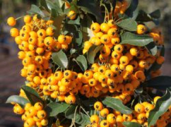 Feuerdorn 'Soleil d'Or', 80-100 cm, Pyracantha coccinea 'Soleil d'Or', Containerware Feuerdorn 'Soleil d'Or', 80-100 cm, Pyracantha coccinea 'Soleil d'Or', Containerware von Pyracantha coccinea 'Soleil d'Or'