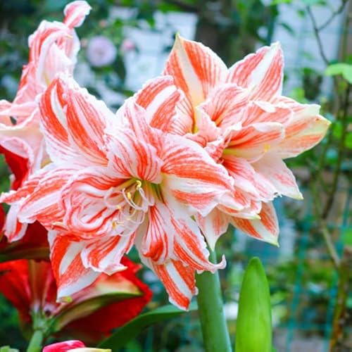 2 Flower Record Amaryllis Zwiebel Steckzwiebeln Kaufen Weihnachten Amaryllis Zwiebeln Winterhart Mehrjährig Winterharte Pflanzen Für Garten Balkon Pflanzen Zierblumen Hydroponik Blumenzwiebeln von QSTNY-S