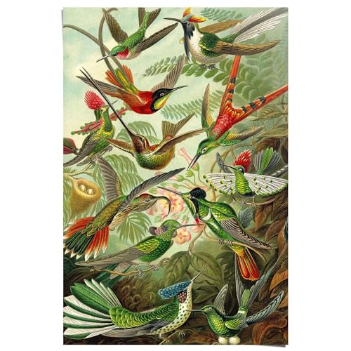 REINDERS Poster Kolibries Vogel - Tiermotiv - Natur - Botanisch - Ernst Haeckel - Papier 61 x 91.5 cm Grün Küche Tiere von REINDERS