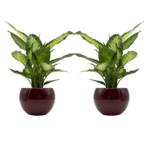 Dieffenbachia-Duo mit handgefertigtem Keramik-Blumentopf "Cresto Rot" - 2 Pflanzen und 2 Dekotöpfe von Rapido