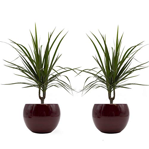 Drachenbaum marginata-Duo mit handgefertigtem Keramik-Blumentopf "Cresto Rot", 2 Pflanzen und Deko-Töpfe von Rapido