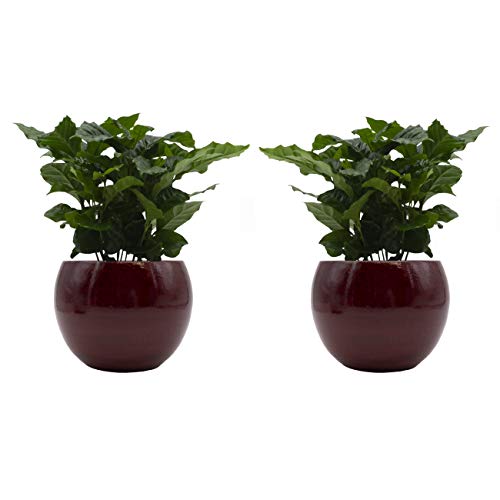 Kaffee-Pflanzen-Duo mit handgefertigtem Keramik-Blumentopf "Cresto Rot" - 2 Pflanzen und 2 Dekotöpfe von Rapido