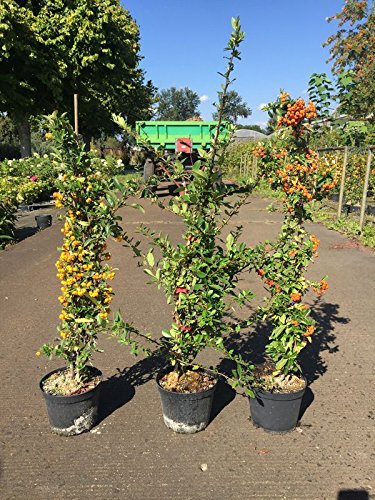 1 Meter laufende Hecke, 3 Stck. Feuerdorn Soleil dOr, Red Column, Orange Glow, je 40-60 cm, Heckenpflanzen weiß blühend, Pyracantha, im 2 Liter Topf von Redwood Service GmbH