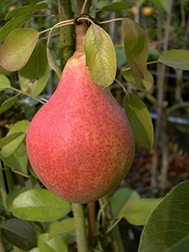 Birnenbaum, Clapps Liebling, Pyrus communis, Obstbaum winterhart, Tafelbirne grün, im Topf, 120 - 150 von PlantaPro