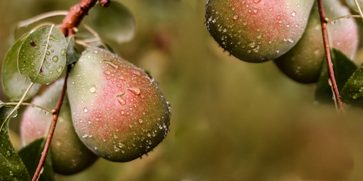 Säulenbirne Aimi von Restberry