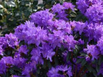 Rhododendron 'PURPLE PILLOW' ®, 20-25 cm, Rhododendron russatum 'PURPLE PILLOW' ®, Containerware von Rhododendron russatum 'PURPLE PILLOW' ®