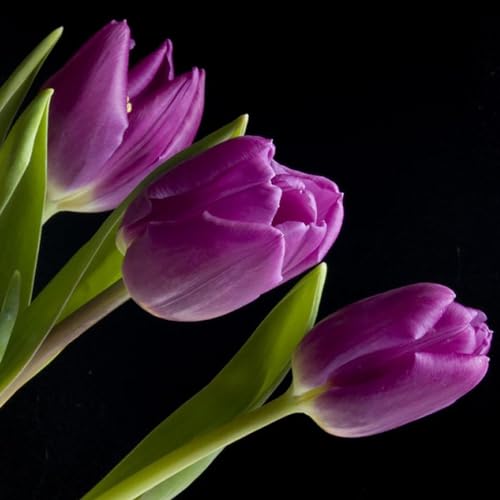 50 Stück/Beutel Tulpensamen, umweltfreundlich, gute Wasseraufnahme, Mini-bunte Topf-Tulpensamen für den Hausgarten, Samen zum Pflanzen jetzt Violett Tulpensamen von Roadoor