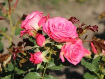 Beetrose 'Xenia' ®, Rosa 'Xenia' ® ADR-Rose, Wurzelware von Rosa 'Xenia' ® ADR-Rose