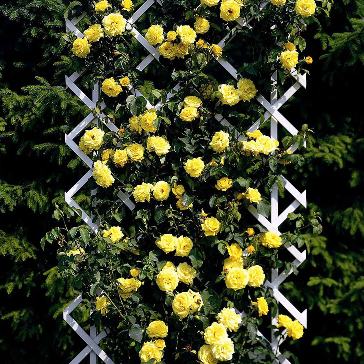 Kletterrose 'Goldstern®' von Rosen Tantau