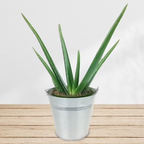 Aloe Vera Pflanze inklusive Übertopf und Grußkarte # Pflanze # Zimmerpflanze # Büropflanze von Rosenbote
