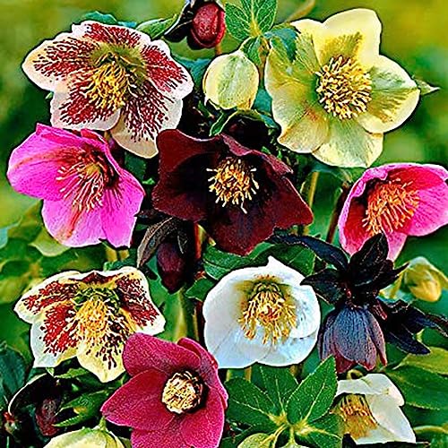 Rotyroya 100 Stück Helleborus Thibetanus-Samen, Zierblumen-Hausgarten-Bonsai-Dekor Helleborus Thibetanus-Samen von Rotyroya