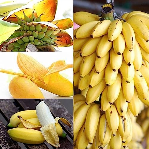 Rotyroya 100 Stück Mini-Bananenbaum-Samen, köstliche Früchte, Garten, Hof, Balkon, Bonsai-Pflanze Mini-Bananenbaumsamen von Rotyroya