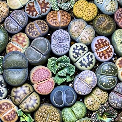 Rotyroya 100 Stück Sukkulenten Samen Lithops Rare Living Stones Sukkulente Garten Bonsai Balkon Dekor Saftige Samen von Rotyroya