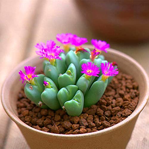 Rotyroya 100 Stück saftige Lithops-Samen, Pflanzensamen, lebende Steinblumen, Bonsai, Zierpflanzen-Dekor Saftige Samen von Rotyroya