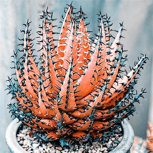 Rotyroya 100 Stück seltene Aloe-Vera-Samen, saftige Anti-Strahlungs-Hausgarten-Bonsai-Pflanze Orange von Rotyroya