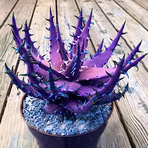 Rotyroya 100 Stück seltene Aloe Vera Sukkulentensamen, mehrjährige Anti-Strahlungs-Hausgarten-Samen 6# Aloe-Vera-Samen von Rotyroya