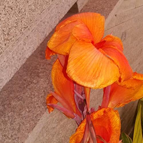 Rotyroya 20 Stück/Beutel Canna-Samen, natürliche dekorative mehrjährige immergrüne Blumenpflanzen-Setzlinge für den Außenbereich Orange von Rotyroya