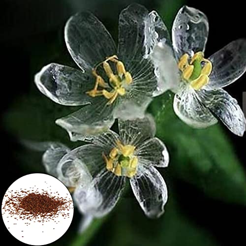 Rotyroya 20 Stück/Beutel Skelett-Blumensamen, Non-GMO mehrjährige transparente Blume seltene Skelett-Blumensamen für Bonsai Samen von Rotyroya