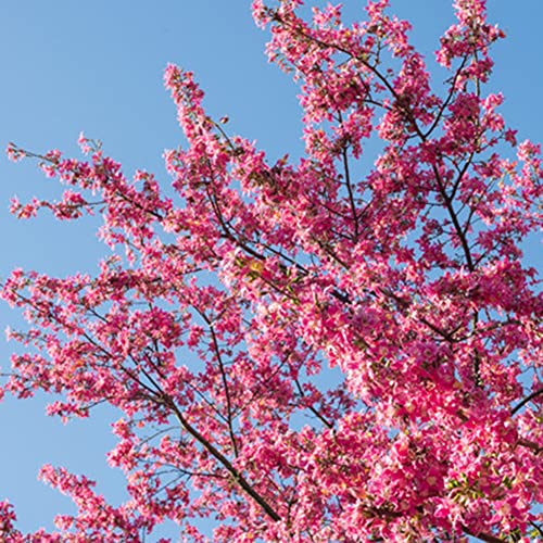 Rotyroya 20 Stück Pflanzensamen Ceiba Speciosa Samen Baum Blume Pflanze Garten Hof Straße Park Dekoration Samen von Ceiba speciosa von Rotyroya