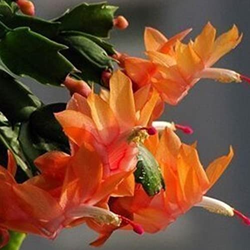 Rotyroya 20 Stück Schlumbergera-Samen, Kaktus-Blumentopf, Bonsai-Garten, reinigende Luftpflanze Schlumbergera-Samen von Rotyroya