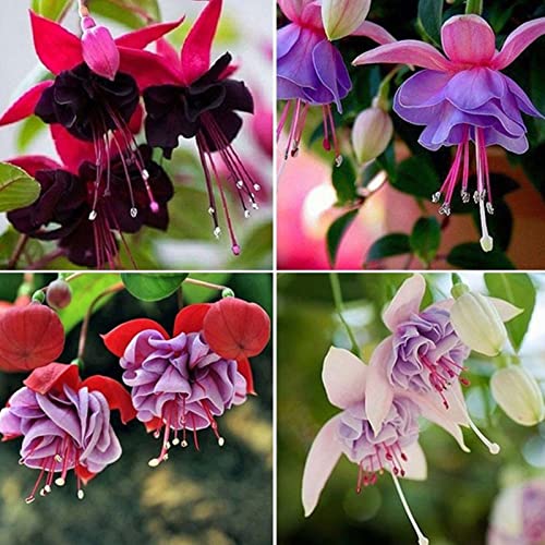 Rotyroya 200 Stück/Beutel Fuchsia Hybrida Samen Natürlich voller Vitalität Warm Bevorzugen Sie produktive Fuchsia Hybrida Samen für Bonsai-Garten Fuchsia Hybrida Samen von Rotyroya