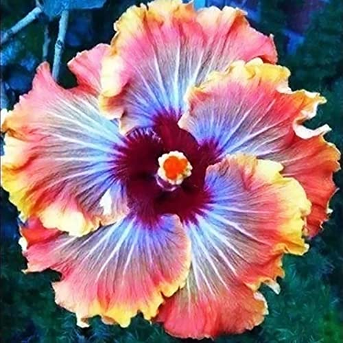 Rotyroya 200 Stück/Beutel Hibiskus-Samen, bunt, dekorativ, einfach zu pflanzen, Mischung, Farbe, Hibiskus-Blumensamen für Bonsai-Garten Hibiskussamen von Rotyroya