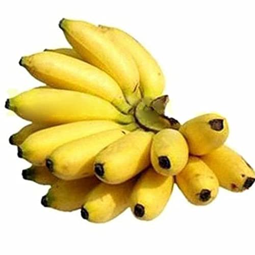 Rotyroya 200 Stück Pflanzensamen, Zwerg-Bananenbaum-Samen, Mini-Bonsai-Frucht, Hausgarten, Büro, Pflanzendekoration Bananensamen von Rotyroya