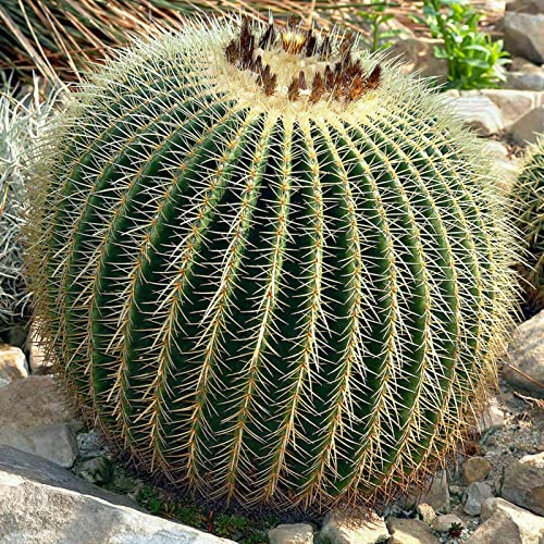 Rotyroya 50 Stück/Beutel Echinocactus Grusonii-Samen, tropisch zugfest, große Gute Ernte, Golden Barrel Cactus-Samen für den Balkon Echinopsis Tubiflora-Samen von Rotyroya