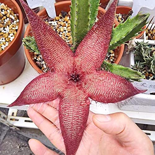 Rotyroya 50 Stück/Beutel Stapelia Hirsuta Samen, einfaches Pflanzen blühender Pflanzen Dekorative produktive Stapelia Hirsuta Sämlinge für den Garten Stapelia grandiflora Masson-Samen von Rotyroya