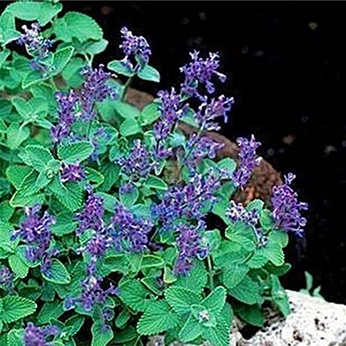 Rotyroya 50 Stück Nepeta Cataria Samen, Katzenminze Katzenminze Garten Kräuter Pflanze Bonsai Katzenminze Samen von Rotyroya