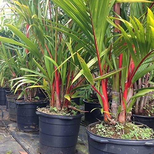 Rotyroya 50 Stücke Pflanzensamen Flasche Palme Samen Tropische Pflanze Hausgarten Balkon Bonsai Dekor Palmensamen von Rotyroya