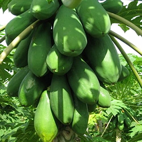 Rotyroya 8 Stück süße Samen, Früchte, Zuhause, Melonenbaum, Pflanzen, Garten, Bonsai, Bauernhof, Dekor Papaya-Samen von Rotyroya