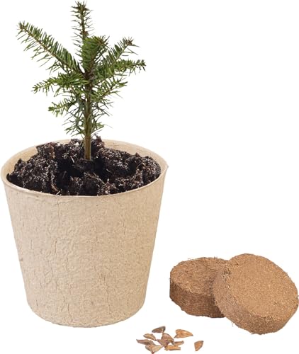 Royal Gardineer Tannenbaum-Anzucht-Set: Weihnachtsbaum-Anzucht-Set inklusive 10 Nordmanntannen-Samen (Tannen-Anzuchtset, Baum-Anzuchtset, Adventskalender) von Royal Gardineer