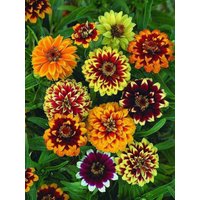 150 Wunderschöne Zinnia Perser Teppich Blumensamen Zinnie Samen Somen Zaden Semi Sementi Sementes Siemenet Graines Nasiona Frø von RoyalSeeds