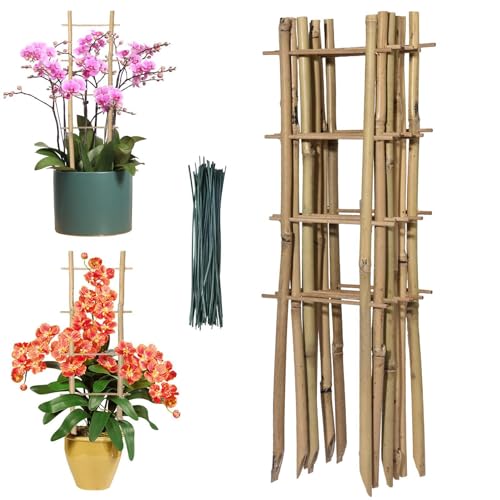 Rankgitter Bambus 6 Stück/Rankenhilfe für Kletterpflanzen/Rankhilfe Tomaten - Für Garten- & Zimmerpflanzen wie Monstera und Efeu von Rurunklee