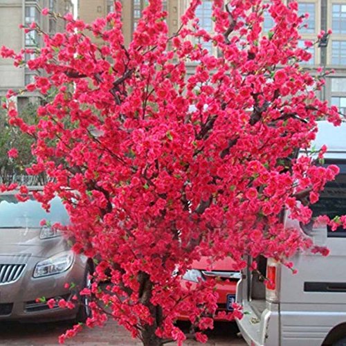 10 PCS Red japanischen Kirschblüten Samen Hof Garten Bonsai-Baum-Samen Kleine Sakura Baum Samen Mischfarben von SVI