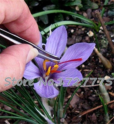 100PC Saffron Samen, Safran Blumensamen, Safrankrokus Samen, Garten Blumen Pflanzen, Samen Bonsai von SVI