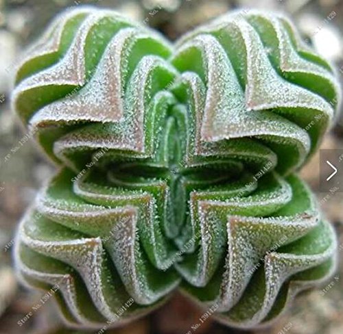 100pcs Verschiedene Lithops Samen Lebende Stone Flower kakteen Samen Seltene Sukkulenten Bonsai Bunte Fleischige Pflanze Einfache Garten wachsen von SVI