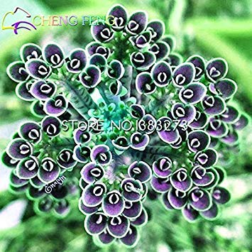 2016 neue Verkaufs-50pcs Kalanchoe Bonsai Blumensamen Seltene Hausgarten Luftreinigung Innentopf Novel Sukkulente Pflanzen geben Schiff frei von SVI