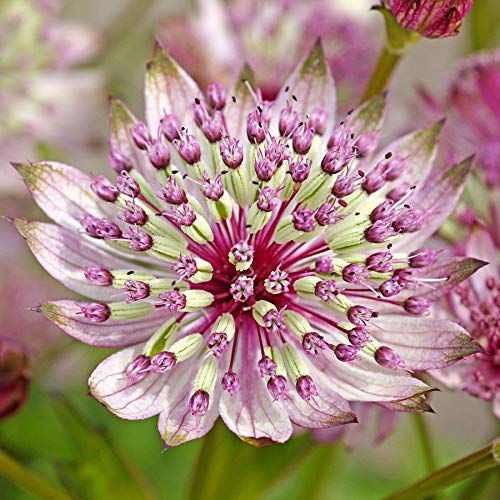 30pcs Haupt Astrantia Samen Blume Große Sterndolde Bonsai Blumen Pflanzen Samen Topf Topfpflanze für Haus-Garten-Dekoration *** von SVI