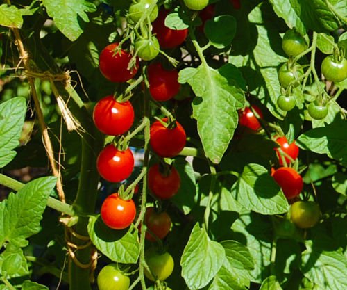 5+ Super Sweet 100 Hybrid Tomate Seeds - Sweet Red Cherry von SVI