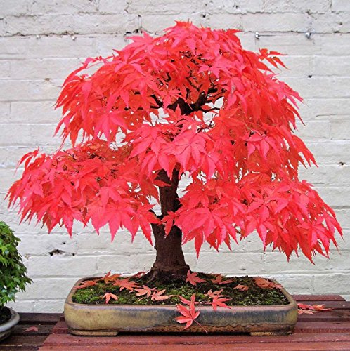 ADB Inc 20 Mini Schöne japanische Red Maple Bonsai Samen von SVI